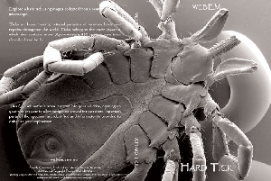 Discover Hard Ticks